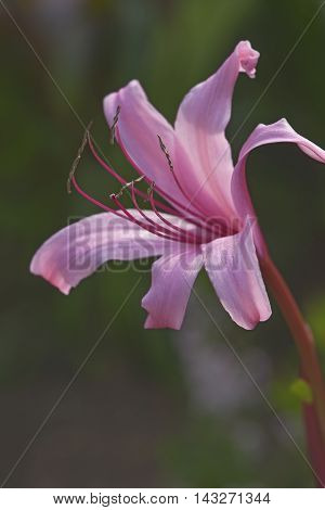 Sangria crinum lily (Crinum x hybrid Sangria). Hybrid between Crinum procerum Splendens and Crinum bulbispermum