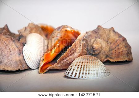 Sea Shells On The White Background