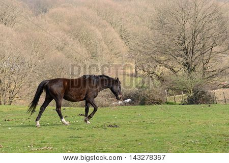 A green rural landsape with a nice horse walking