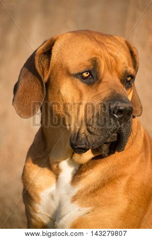 Portrait Of Boerboel Dog