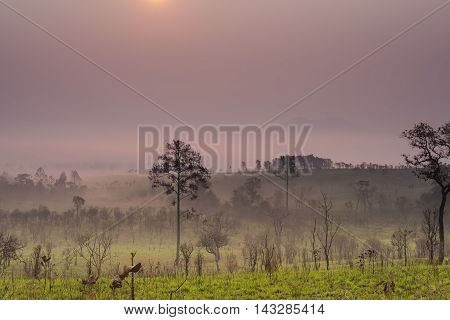 Sunrise and morning mist with silhouette trees and savanna filed at Thing Salaeng Luang National park, Thailand