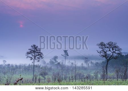 Sunrise and morning mist with silhouette trees and savanna filed at Thing Salaeng Luang National park, Thailand