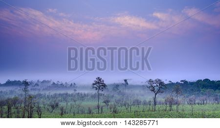 Sunrise and morning mist with silhouette trees and savanna filed at Thing Salaeng Luang National park, Thailand