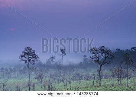 Sunrise and morning mist with silhouette trees and savanna filed at Thing Salaeng Luang National park, Thailand