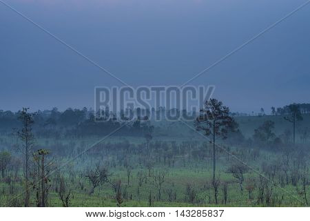 Sunrise and morning mist with silhouette trees and savanna filed at Thing Salaeng Luang National park, Thailand