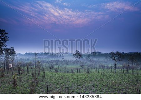 Sunrise and morning mist with silhouette trees and savanna filed at Thing Salaeng Luang National park, Thailand
