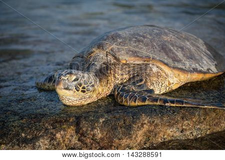 A sea turtle basks in the warm tropical waters of Hawaii