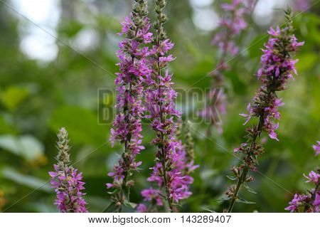 Flowers of a purple loosestrife (Lythrum salicaria)