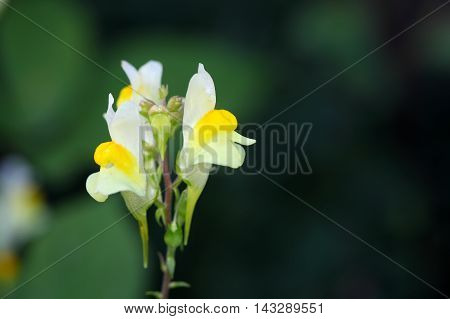Flowers of a common toadflax (Linaria vulgaris).