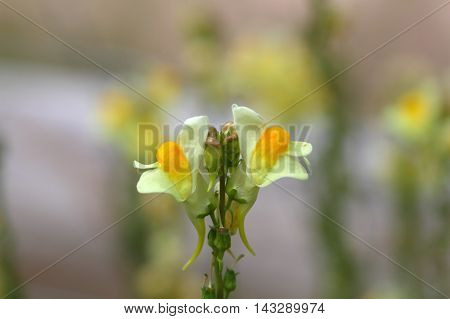 Flowers of a common toadflax (Linaria vulgaris).