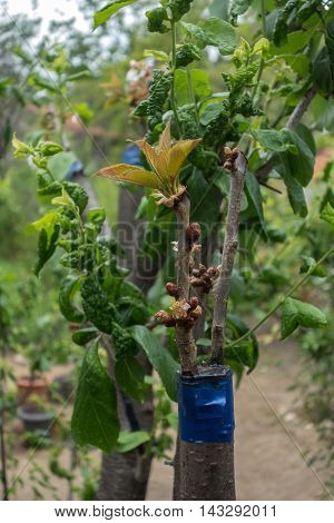 Grafting On Fruit Tree