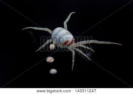 White spide isolated on a black background