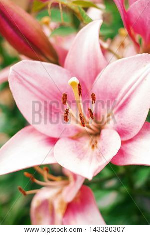 Zephyranthes flower. Common names for species in this genus include fairy lily rainflower zephyr lily magic lily Atamasco lily and rain lily