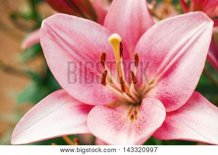 Zephyranthes flower. Common names for species in this genus include fairy lily rainflower zephyr lily magic lily Atamasco lily and rain lily