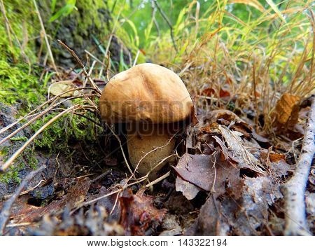 Oak mushroom (boletus reticulatus) in deciduous forest