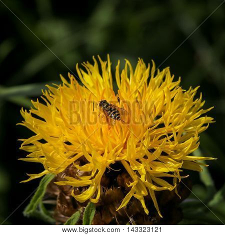 Giant Knapweed Bighead Yellow Flower With Wasp