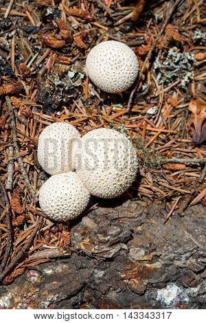Puffball, Lycoperdon pyriforme, mushrooms growing on the forest floor
