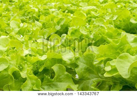 Hydroponics method of growing plants using mineral nutrient solutions in water without soil. Close up planting hand Hydroponics plant