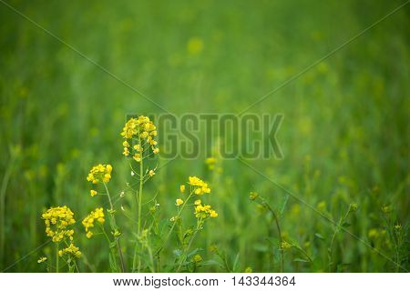 Material obtained by photographing the one side rape blossoms.