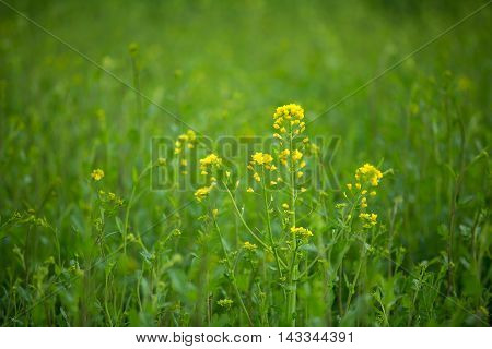 Material obtained by photographing the one side rape blossoms.