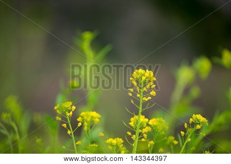 Material obtained by photographing the one side rape blossoms.