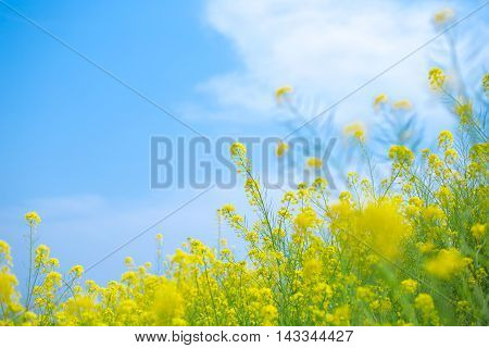 Material obtained by photographing the Rape flowers and a blue sky.