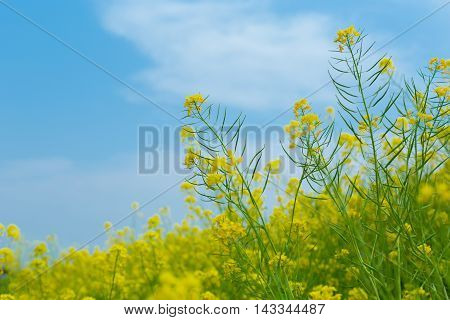 Material obtained by photographing the Rape flowers and a blue sky.