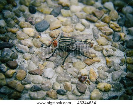 macro of big fly on stone with selective and soft focus.