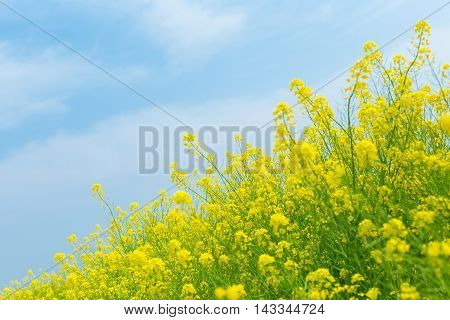 Material obtained by photographing the Rape flowers and a blue sky.