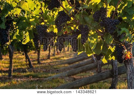 pinot noir grapes in vineyard at harvest time