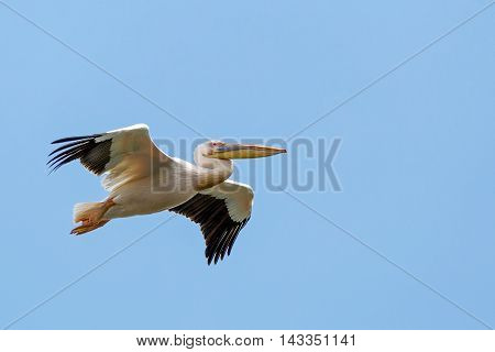 Close up photo of flying great white pelican