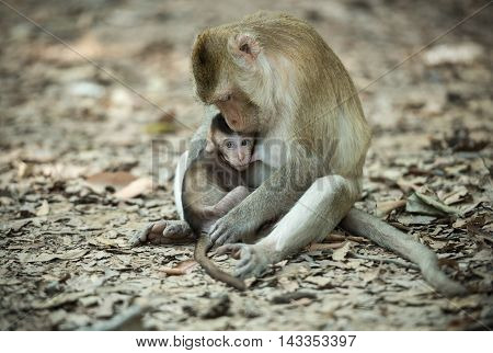 Baby monkey eating milk from the mother