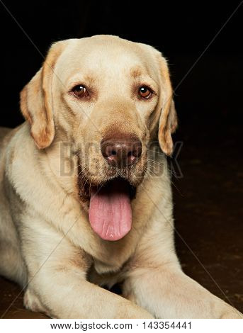 Golden Retriver Show Tongue
