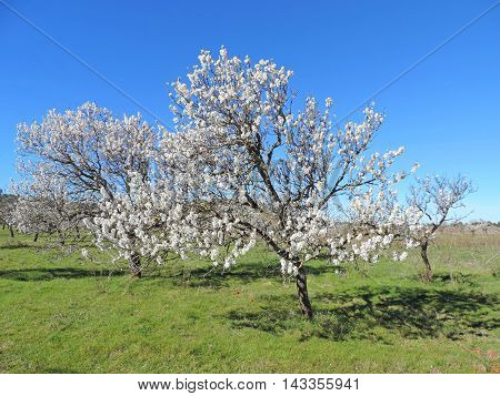 Almond tree plantation and clear blue sky, blossoming almond tree with white and pink flowers.