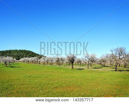 Almond tree plantation and clear blue sky, blossoming almond tree with white and pink flowers.