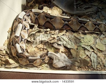 Gavoon Viper camouflage