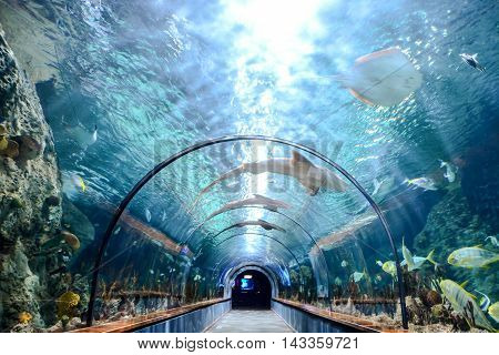 Acquarium Full Of Beautiful Tropical Fishes