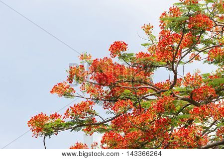 flame tree with group of orange flowers and branch with sky background in summer
