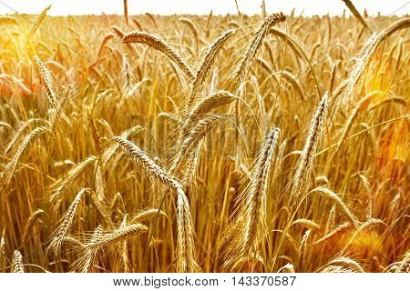 Golden rye field or wheat field in the sun. Ripe corn crop with selective focus and copy space.