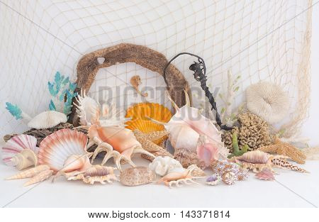 Arrangement Of Natural Sea Shells And Coral On A Light Background