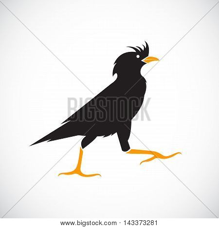 Vector image of anacridotheres on white background Bird Icon