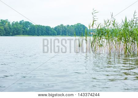 Bad Weather And Lake Shore With Reeds