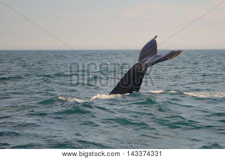 A humpback whale dives deep and shows its tail