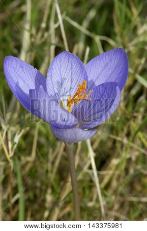 Veined Autumn or Bieberstein's Crocus - Crocus speciosus