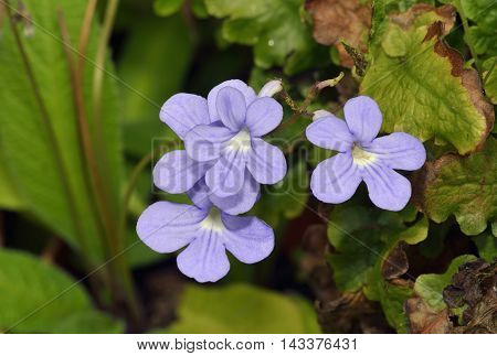 Cape Primrose - Streptocarpus From South Africa