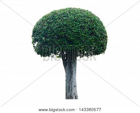 Streblus asper tree isolated on white background