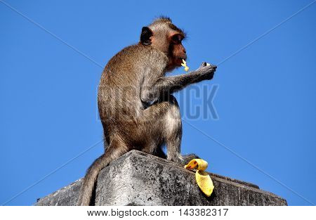 Bang Saen Thailand - January 10 2014: Long-tailed monkey sitting atop a stone wall eating a banana on Sam Mok Hill