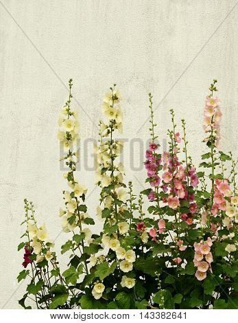 Mallow flowers on a white plastered wall background