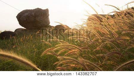 A lot of Purple Fountain Grass in windy