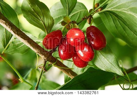 Red Berries Of Cornel Or Dogwood